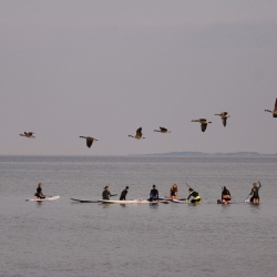 SUP-Yoga
