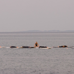 SUP-Yoga
