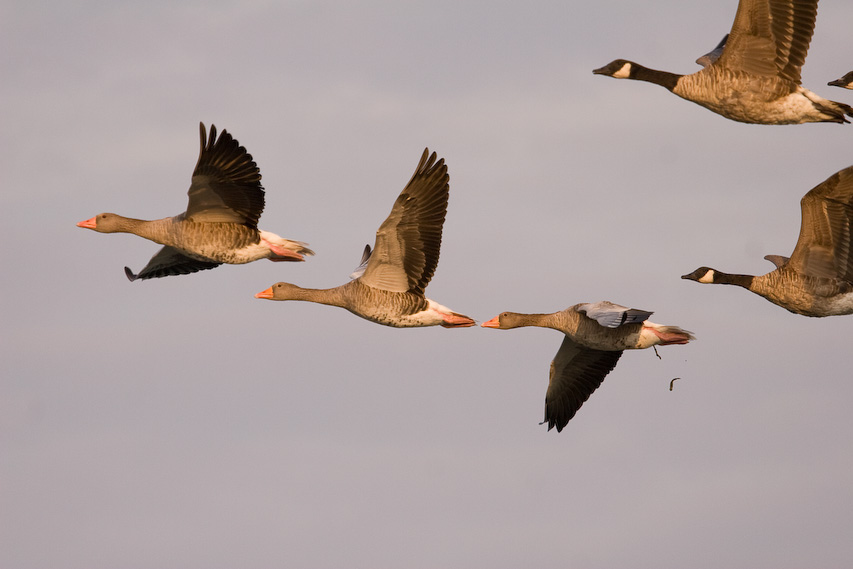 Gänse auf ihrem Weg in den Süden